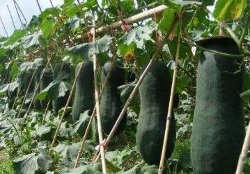 安阳哪有卖黑皮大冬瓜苗,鹤壁育小冬瓜苗基地2024