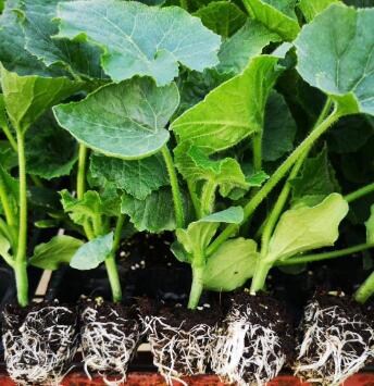 沧州大冬瓜苗哪有卖,廊坊批发黑皮冬瓜苗厂家2024