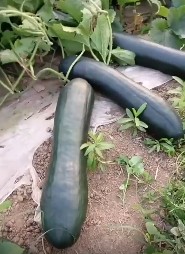 衡水大黑皮冬瓜苗育苗厂,山东露天种冬瓜苗品种2024