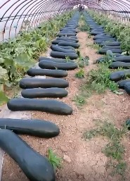 郑州大黑皮冬瓜苗育苗厂,开封露天种冬瓜苗品种2024